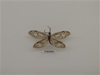 藏品(脈翅目)的圖片